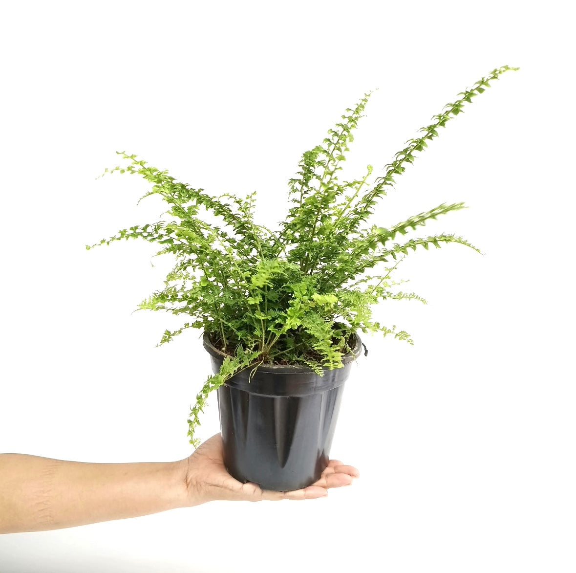 Air Purifying Ferns - 5 variations