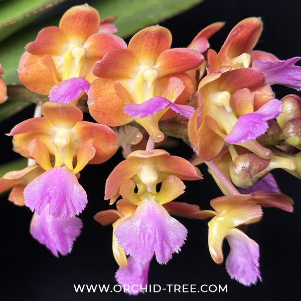 Perreiraara Bangkok Star Orchid Plant - BS
