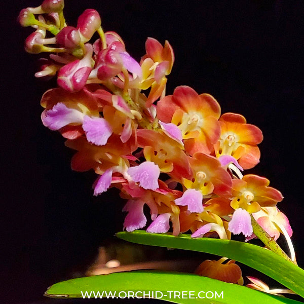 Vanda Bangkok Sunset- BS