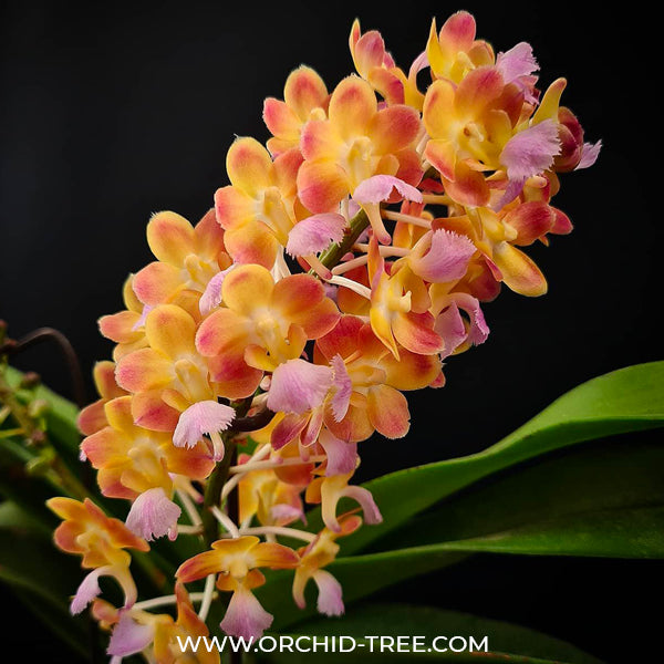 Vanda Bangkok Sunset- BS