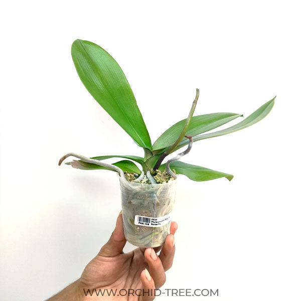 Phalaenopsis Beauty Butterfly - FF