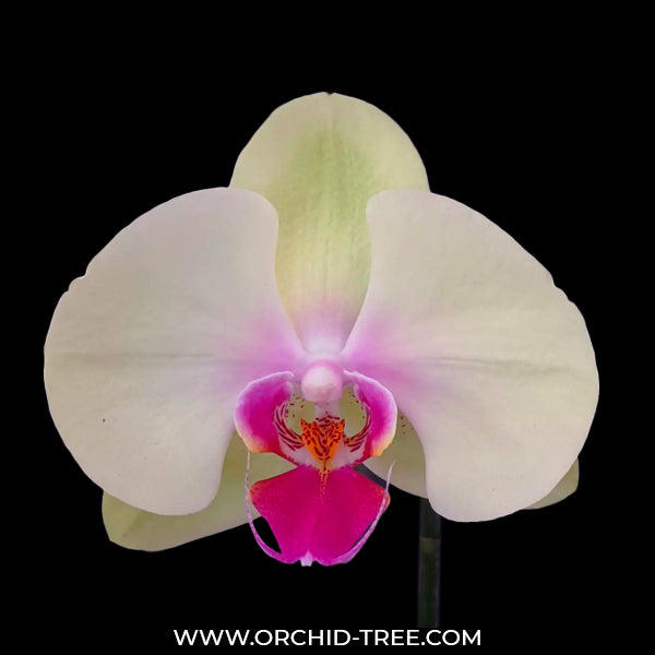 Phalaenopsis Beauty Rain - FF