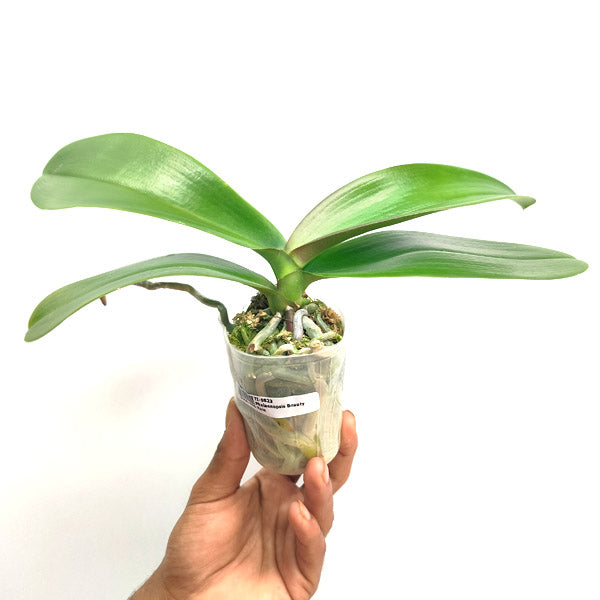 Phalaenopsis Beauty Rain - FF