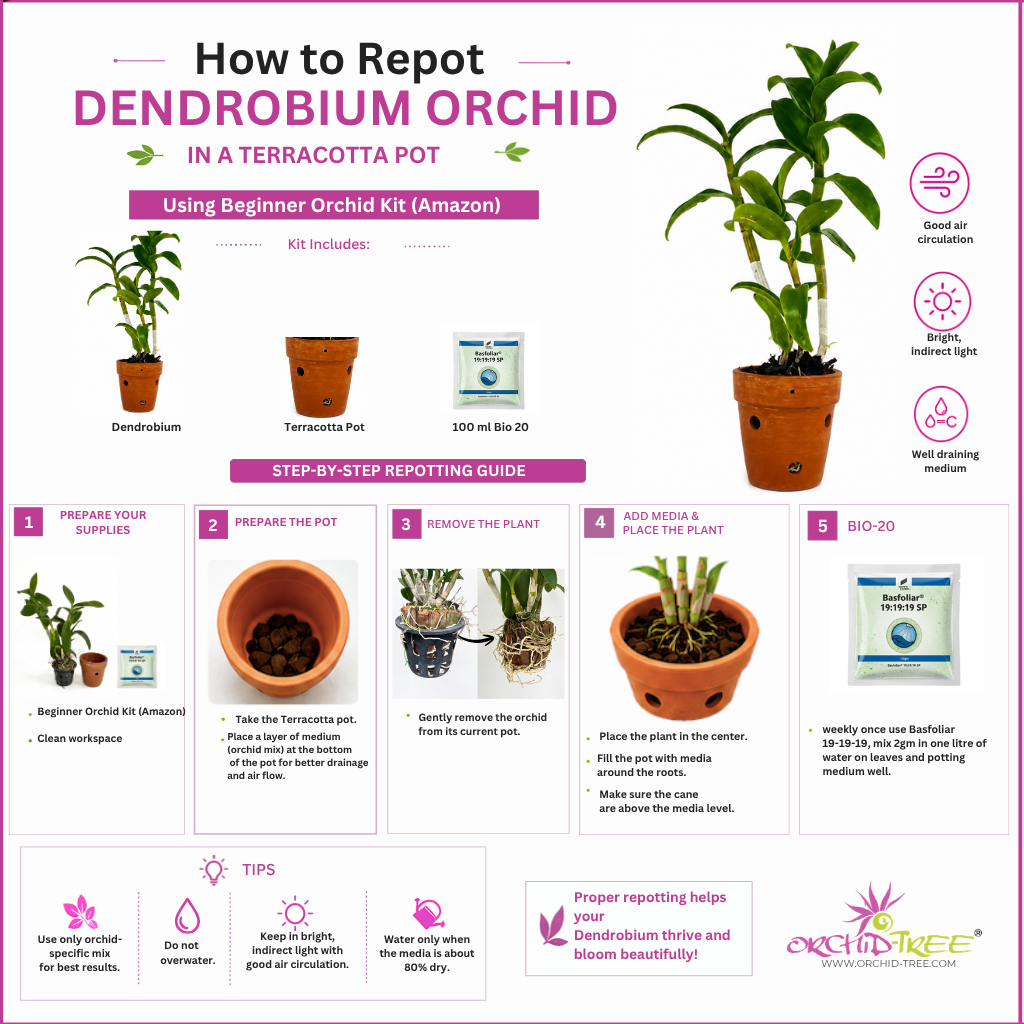 Beginner Orchid Kit With Terracotta Pot - BS