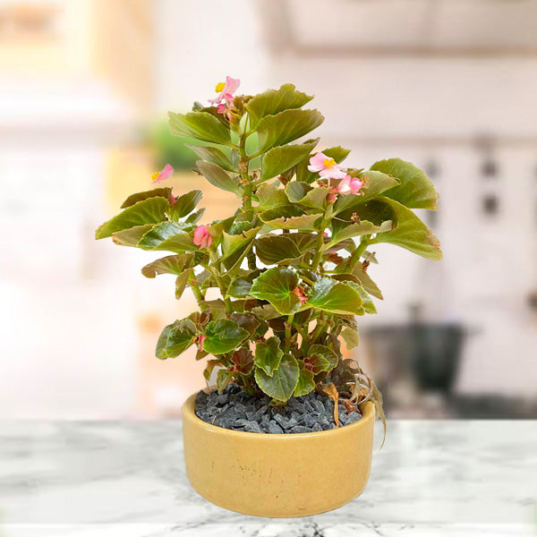 Begonia Retreat | Arrangement in Ceramic Pot