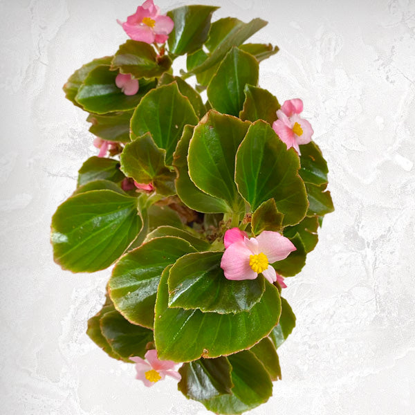 Begonia Retreat | Arrangement in Ceramic Pot