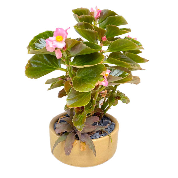 Begonia Retreat | Arrangement in Ceramic Pot