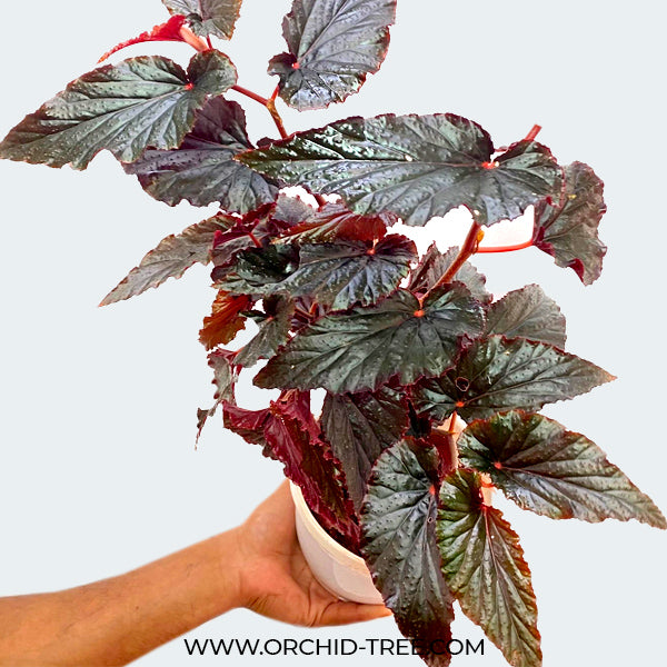 Begonia Big Pot Plants | 3 Varieties
