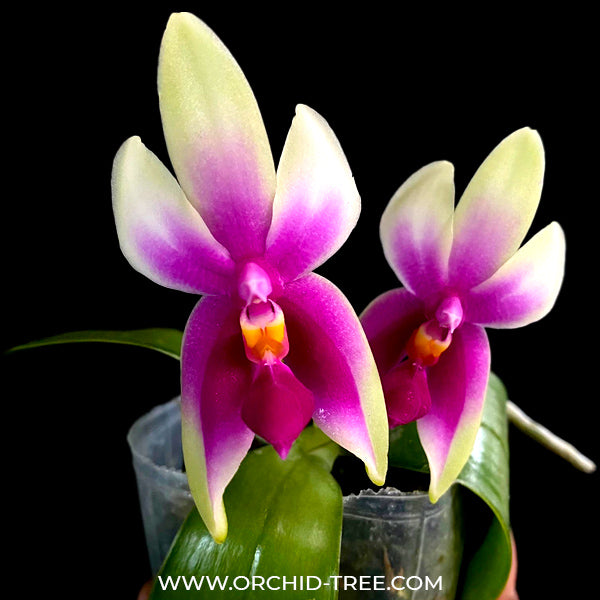 Phalaenopsis bellina sp.- FF
