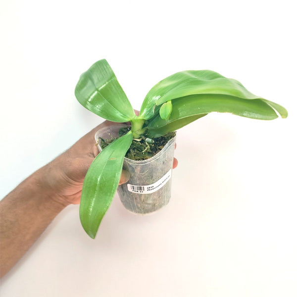 Phalaenopsis bellina sp.- FF