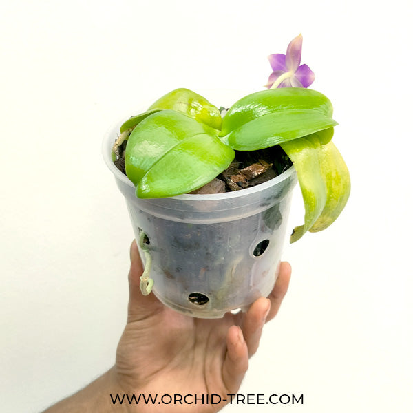 Phalaenopsis violacea var. indigo × sib - FF