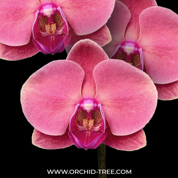 Phalaenopsis Ben Yu Coral Lady - FF