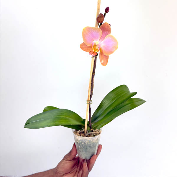 Phalaenopsis Berry Charmer Orchid Plant - FF