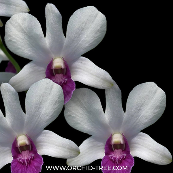 Dendrobium Big Charming Orchid Plant - BS