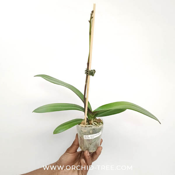 Phalaenopsis Big Mouse Orchid Plant - FF