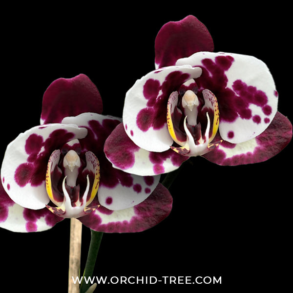 Phalaenopsis Big Splash Orchid Plant - FF