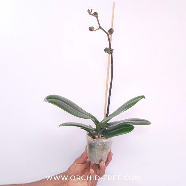 Phalaenopsis Big Splash Orchid Plant - FF