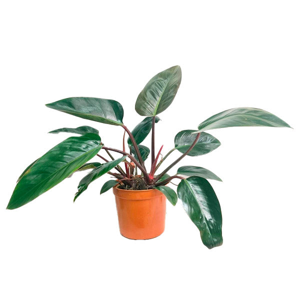 Philodendron Black Cardinal