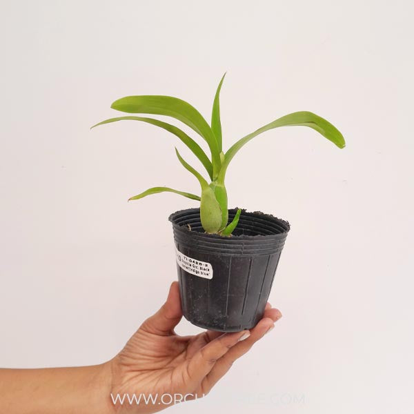 Encyclia Grc. Black Comet 'Indigo Blue' Orchid Plant - BS