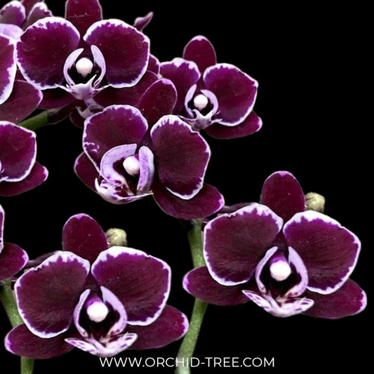 Phalaenopsis Black Current Orchid Plant - FF