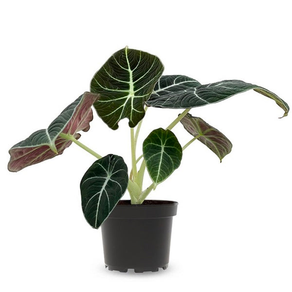 Alocasia Black Velvet