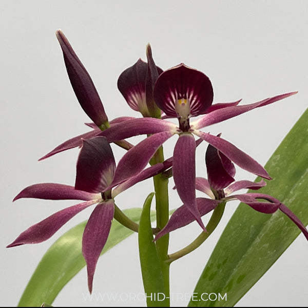 Encyclia Grc. Black Comet 'Indigo Blue' Orchid Plant - BS