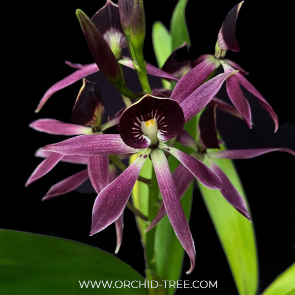 Encyclia Grc. Black Comet 'Indigo Blue' Orchid Plant - BS