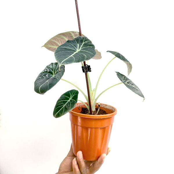 Alocasia Black Velvet