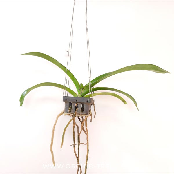 Rhynchostylis gigantea Blue Orchid Plant - BS