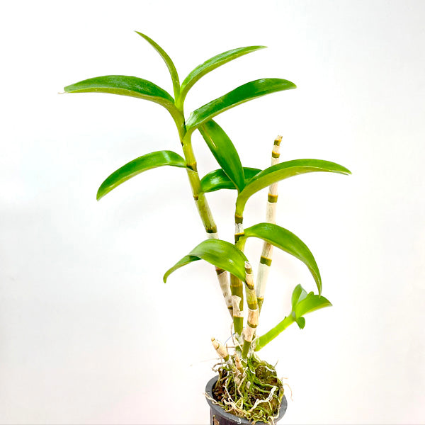 Dendrobium Blue Spin - FF