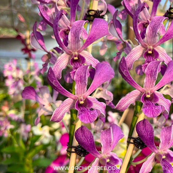 Dendrobium Blue Spin - FF