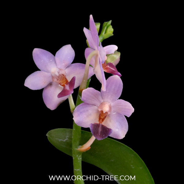 Phalaenopsis Evarise Blue Angel Orchid Plant - BS