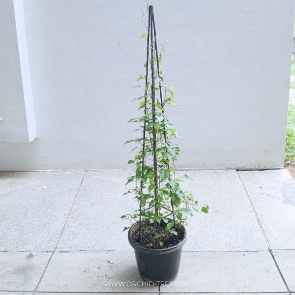 Blue Cluster Vine With Trellis