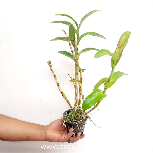 Dendrobium Blue Spin - BS