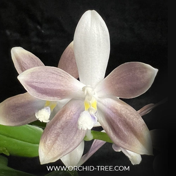 Phalaenopsis tetraspis Blue sp. Orchid Plant - FF