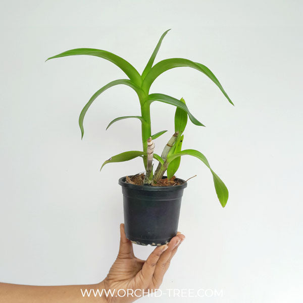 Dendrobium Bom Udomsri X Jac Concert Var. Kanjana Orchid Plant - NBS