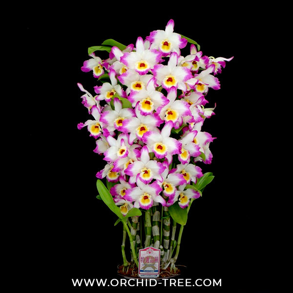 Dendrobium Bonanza 'Okayama' Orchid Plant - BS