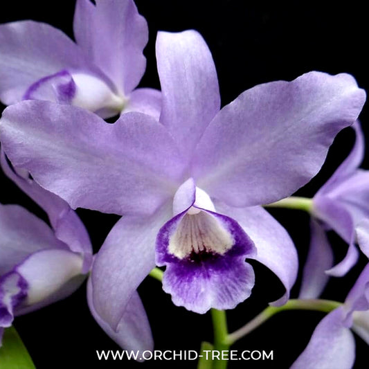 Cattleya bowringiana var. coerulea × self Orchid Plant - BS