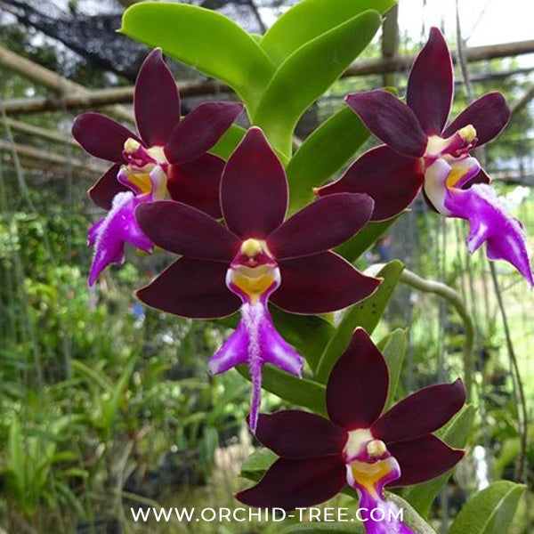 Trichoglottis philippinensis var. brachiata sp. Orchid Plant - BS