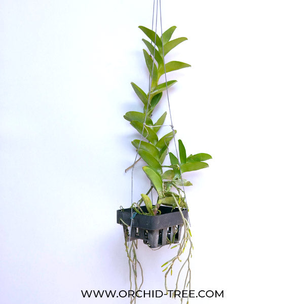 Trichoglottis brachiata sp. - BS