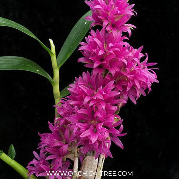 Dendrobium bracteosum sp. Orchid Plant - BS