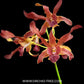 Dendrobium Brown Derby x lasianthera - BS
