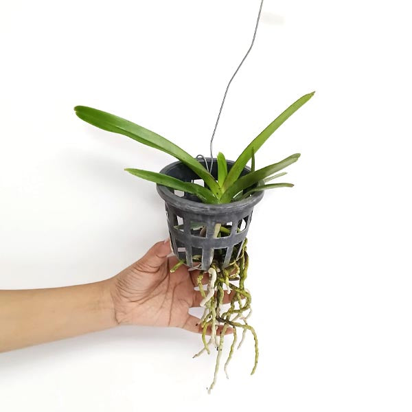 Vanda Kreingchai Brownie # 158 Orchid Plant - SS