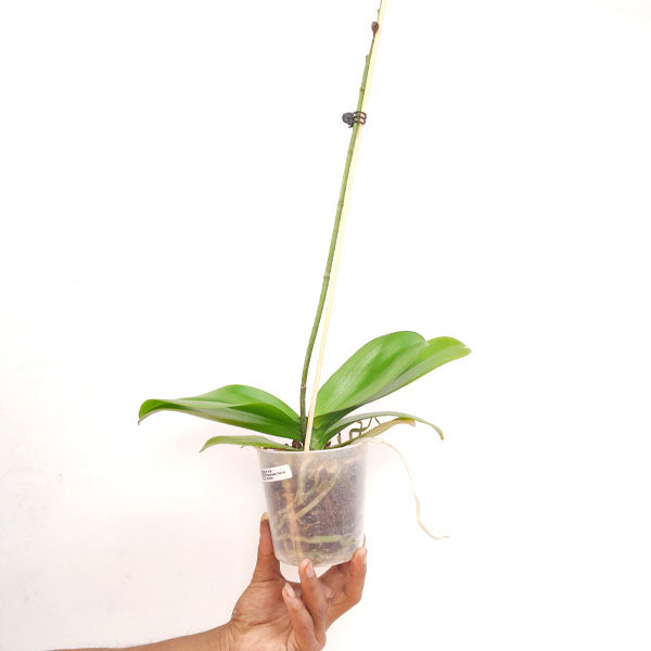 Phalaenopsis Yue Lao Buddha Orchid Plant - FF