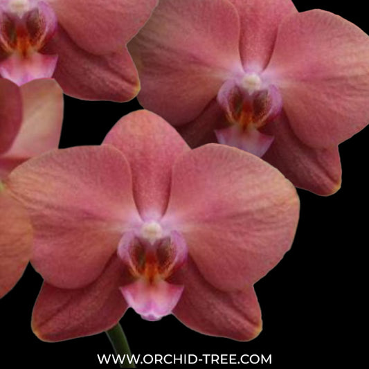Phalaenopsis Yue Lao Buddha Orchid Plant - FF