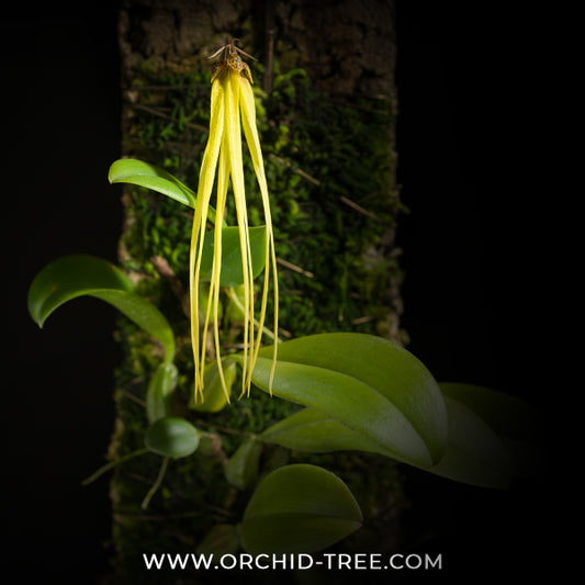Bulbophyllum thiurum Sp. Orchid Plant - BS