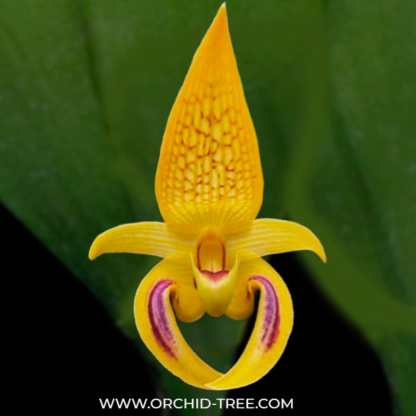 Bulbophyllum dearei sp. - MS