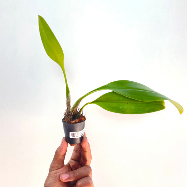 Bulbophyllum dearei sp. - MS