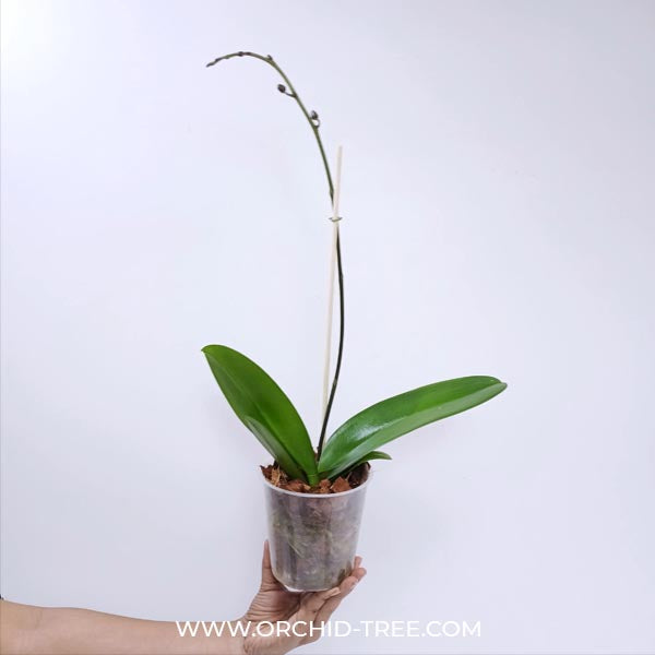 Phalaenopsis Bull's Eye Orchid Plant - FF