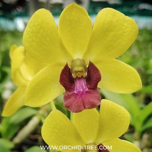 Dendrobium Burana Jade Orchid Plant - FF